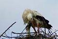 gal/3_2wilno2008/thumbnails/_thb_DSC02648.JPG
